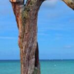 The Letter r_3 - Caribbean - Color