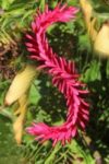 The Letter s_5 - Caribbean - Color