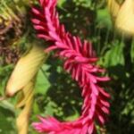 The Letter s_5 - Caribbean - Color