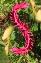 The Letter s_5 - Caribbean - Color