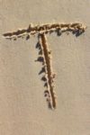 The Letter t_1 - Caribbean - Color