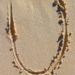 The Letter u_1 - Caribbean - Color