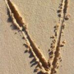 The Letter v_1 - Caribbean - Color