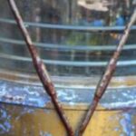 The Letter v_2 - Caribbean - Color