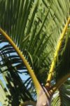 The Letter v_4 - Caribbean - Color