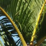 The Letter v_4 - Caribbean - Color