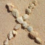 The Letter x_2 - Caribbean - Color