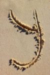 The Letter y_1 - Caribbean - Color