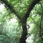 The Letter y_4 - Caribbean - Color