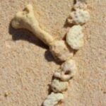 The Letter y_7 - Caribbean - Color