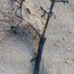 The Letter y_8 - Caribbean - Color