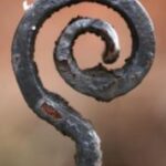 The Symbol @ - Color - A&S