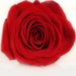 The Letter o_13 - Color