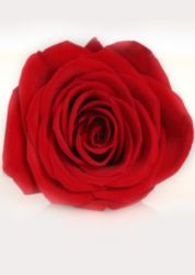 The Letter o_13 - Color