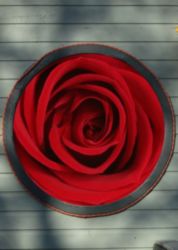 The Letter o_17 - Color