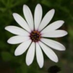 The Letter o_8 - Color