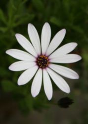 The Letter o_8 - Color