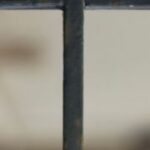 The Letter t_10 - Color