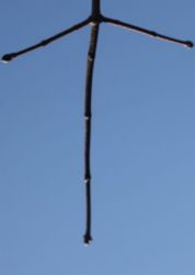 The Letter t_8 - Color