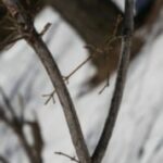 The Letter v_4 - Color