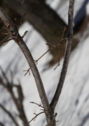 The Letter v_4 - Color