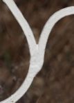 The Letter y_5 - Color