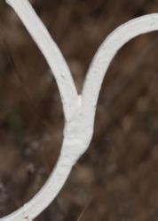 The Letter y_5 - Color