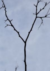 The Letter y_6 - Color