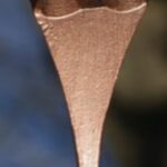 The Letter y_8 - Color