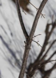 The Letter y_9 - Color