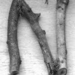 The Letter n_10- Toronto - Black & White