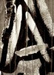 The Letter a_8 - Sepia Tone