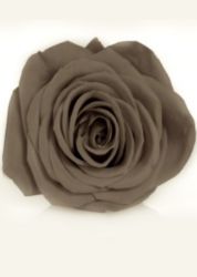 The Letter o_13 - Sepia Tone