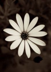 The Letter o_8 - Sepia Tone