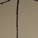 The Letter t_8 - Sepia Tone