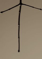 The Letter t_8 - Sepia Tone