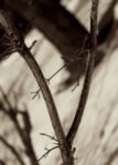 The Letter v_4 - Sepia Tone