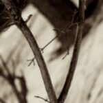 The Letter v_4 - Sepia Tone