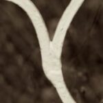 The Letter y_5 - Sepia Tone