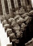 The Letter v_1 - NYC - Sepia Tone