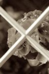 The Letter x_11 - London - Sepia Tone