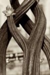 The Letter y_2 - London - Sepia Tone