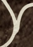 The Letter y_5 - Toronto - Sepia Tone