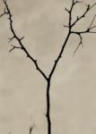 The Letter y_6 - Toronto - Sepia Tone