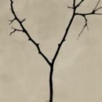 The Letter y_6 - Toronto - Sepia Tone